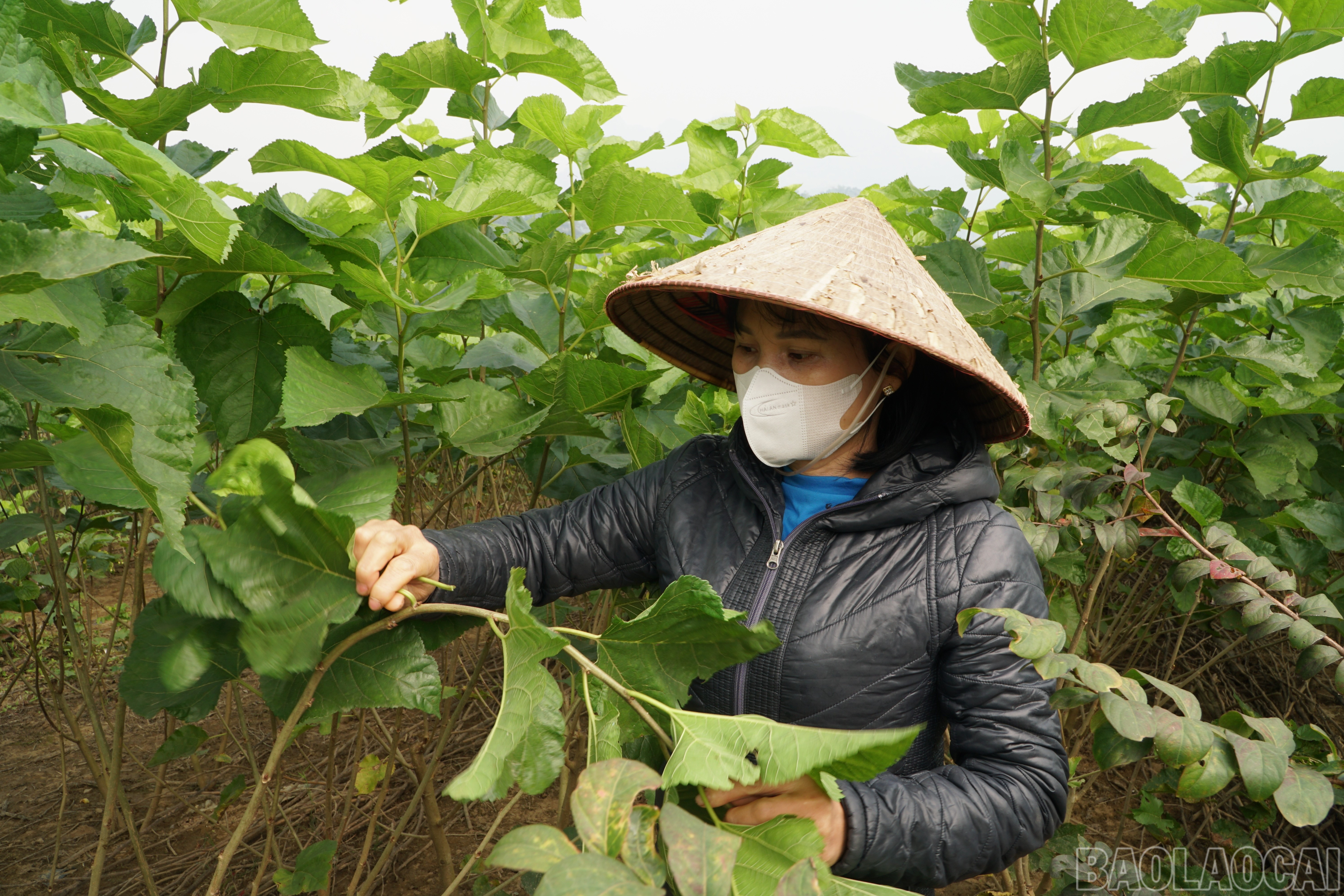 Phuc Khanh نے ہر فصل کے فوائد اور طاقتوں کا کامیابی سے فائدہ اٹھایا ہے، جس سے اجناس پیدا کرنے والے خام مال کا علاقہ بنتا ہے۔ baolaocai-br_save-20251205-091051.jpg