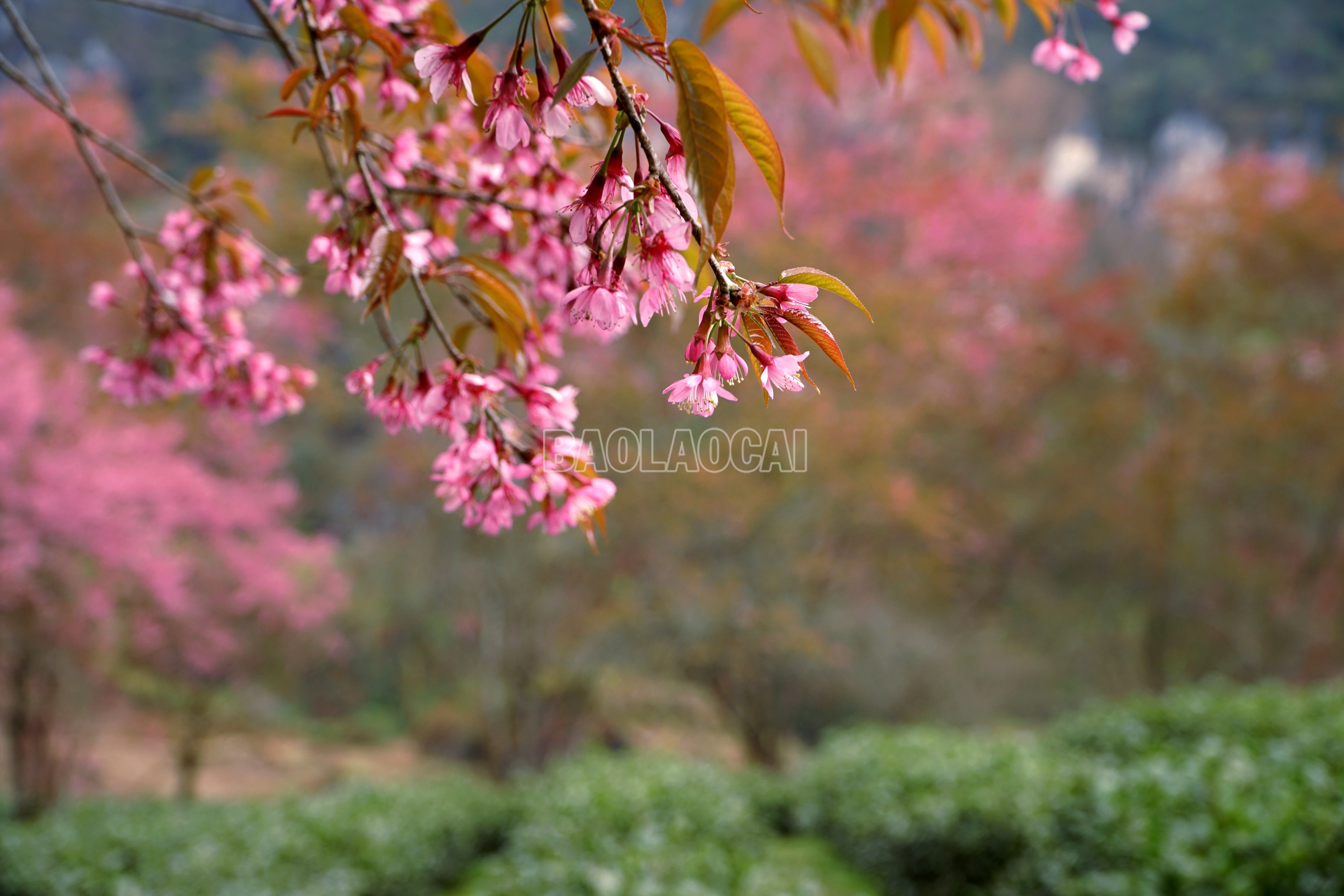 baolaocai-c_img-20251216-102832.jpg