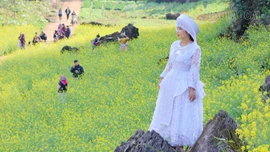 Du lịch Văn Chấn rực rỡ trong sắc xuân