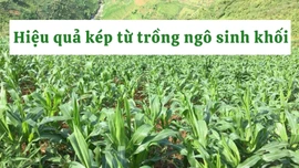 Hiệu quả kép từ trồng ngô sinh khối