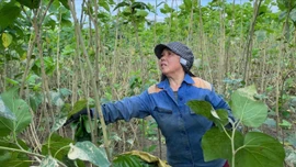 Trấn Yên: Người trồng dâu nuôi tằm "vượt bão"