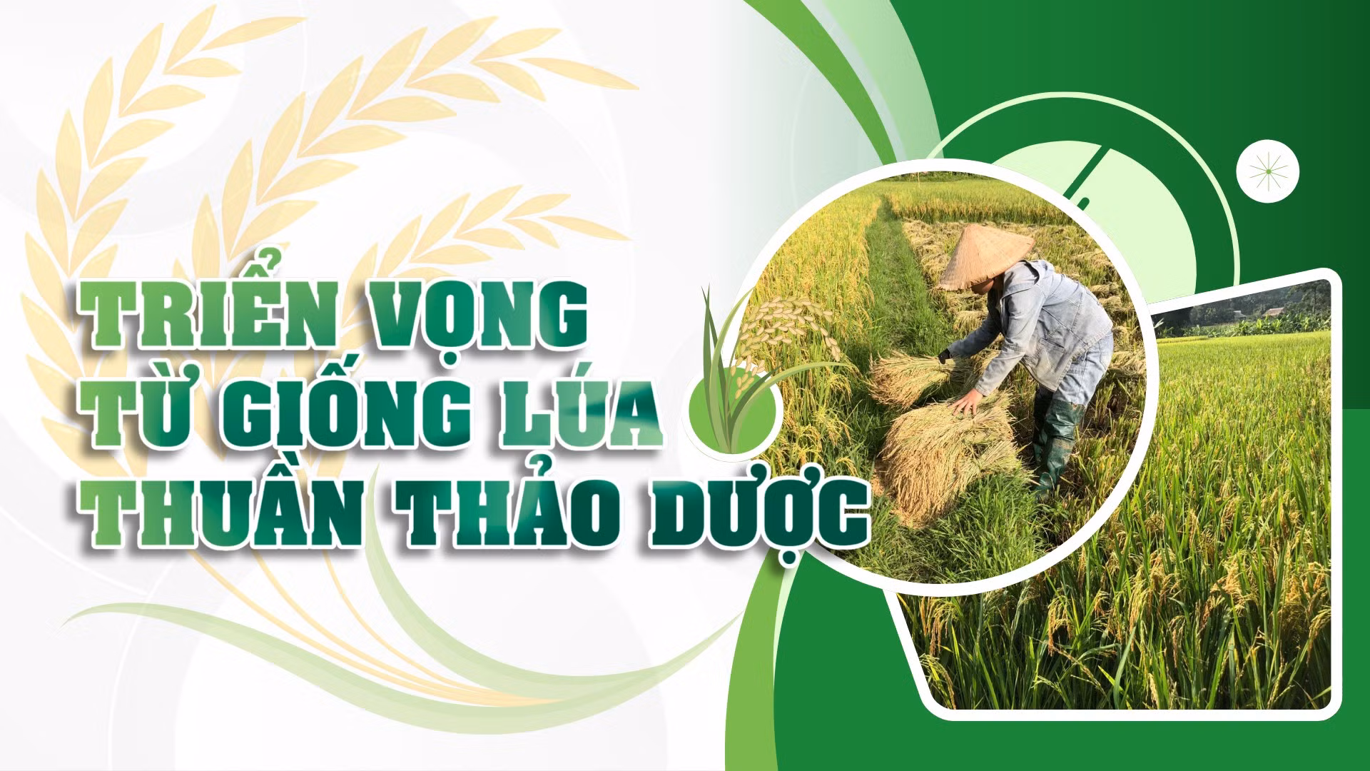Triển vọng từ giống lúa thuần thảo dược