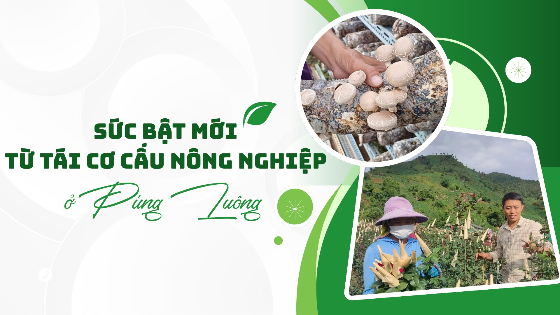 Sức bật mới từ tái cơ cấu nông nghiệp ở Púng Luông