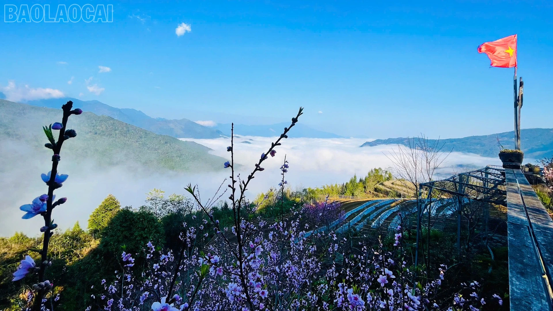 baolaocai-tl_sac-tham-15.jpg