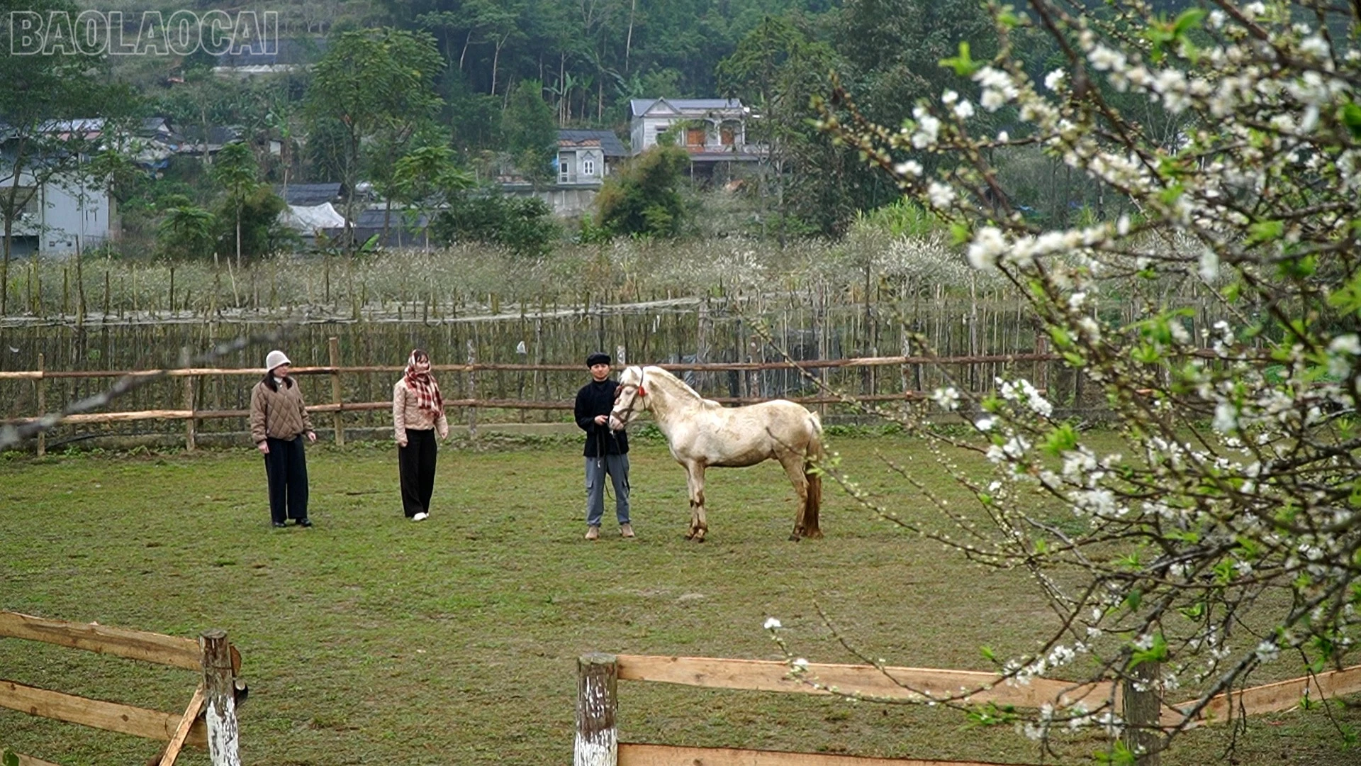 baolaocai-tl_sac-tham-11.jpg