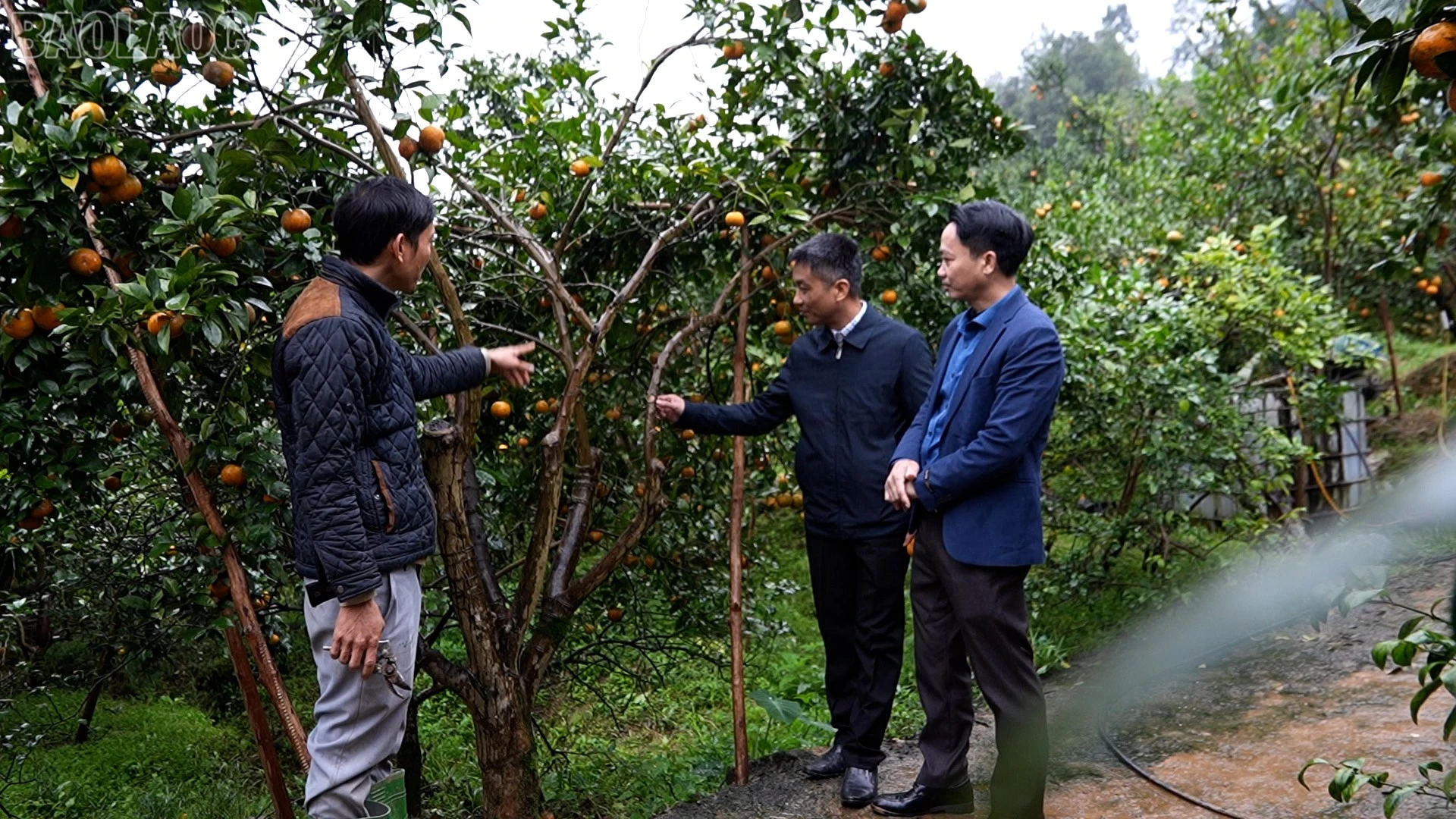 baolaocai-tl_phong-trao-thi-dua.jpg