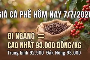 Giá cà phê hôm nay 7/7 giữ ổn định quanh vùng 93.000 đồng/kg