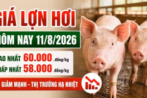 Giá lợn hơi hôm nay 11/8/2026: Cao nhất chỉ còn 60.000 đồng/kg