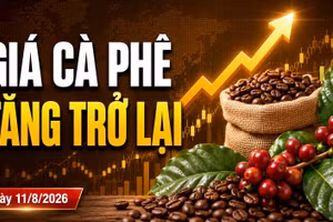 Giá cà phê hôm nay 11/8: Tây Nguyên tăng tới 300 đồng/kg