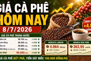 Giá cà phê hôm nay 8/7 tăng 4.000 đồng/kg, thị trường bứt phá mạnh
