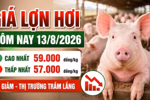 Giá lợn hơi hôm nay 13/8: 16 địa phương tiếp tục giảm giá