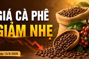 Giá cà phê hôm nay 13/8 giảm 500 đồng/kg, Robusta tiếp tục đi xuống