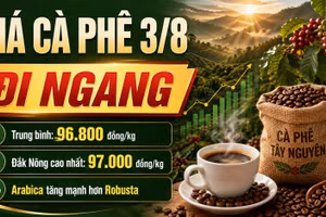 Giá cà phê hôm nay 3/8: Cao nhất 97.000 đồng/kg