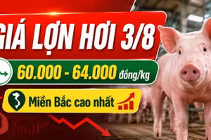 Giá lợn hơi hôm nay 3/8/2026: Nhiều nơi giữ mức 60.000 đồng/kg