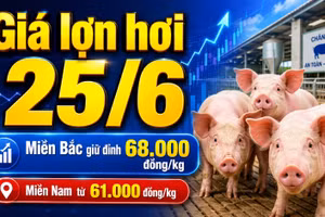 Giá lợn hơi hôm nay 25/6: Miền Nam giảm sâu về 61.000 đồng/kg