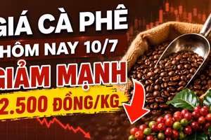 Giá cà phê hôm nay 10/7: Giảm mạnh trên diện rộng