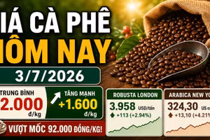 Giá cà phê hôm nay 3/7: Tăng mạnh lên 92.000 đồng/kg