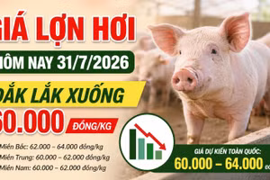 Giá lợn hơi hôm nay 31/7/2026: Miền Bắc giảm tại nhiều nơi
