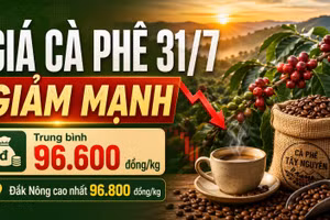 Giá cà phê hôm nay 31/7 quay đầu giảm sau phiên tăng nóng