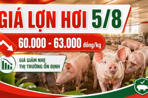 Giá lợn hơi hôm nay 5/8: Nhiều địa phương tiếp tục giảm