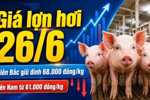 Giá lợn hơi hôm nay 26/6: Chênh lệch 7.000 đồng/kg giữa ba miền