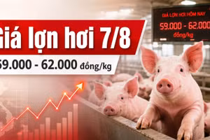 Giá lợn hơi hôm nay 7/8/2026: Nhiều nơi xuống 59.000 đồng/kg