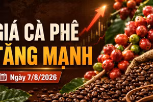Giá cà phê hôm nay 7/8/2026 tiến sát 100.000 đồng/kg