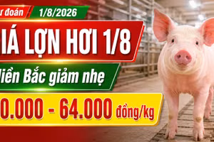 Giá lợn hơi hôm nay 1/8/2026: Thị trường tiếp tục đi xuống