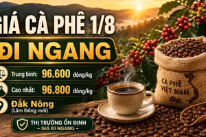 Giá cà phê hôm nay 1/8 giữ ổn định, cao nhất 96.800 đồng/kg