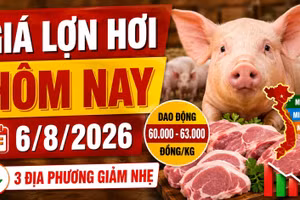 Giá lợn hơi hôm nay 6/8: Ba địa phương giảm nhẹ