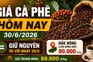 Giá cà phê hôm nay 30/6: Mốc 90.000 đồng/kg vẫn được giữ