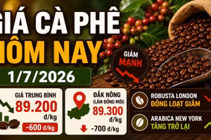 Giá cà phê hôm nay 1/7: Trong nước giảm, Robusta đỏ sàn
