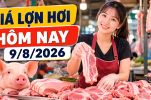 Giá lợn hơi hôm nay 9/8/2026 giảm tiếp, mức 62.000 đồng/kg biến mất