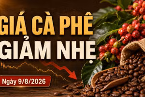 Giá cà phê hôm nay 9/8/2026 giảm, Arabica bất ngờ tăng hơn 4%