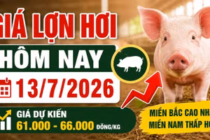 Giá lợn hơi hôm nay 13/7: Thị trường khó tăng mạnh