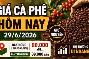 Giá cà phê hôm nay 29/6: Giữ nguyên, cao nhất 90.000 đồng/kg