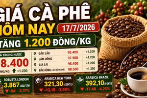 Giá cà phê hôm nay 17/7: Tăng thêm 1.200 đồng/kg