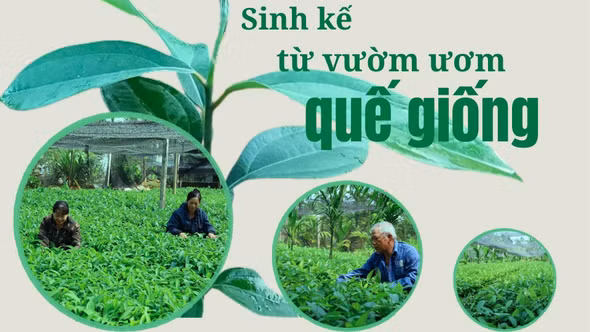 Sinh kế từ vườn ươm quế giống