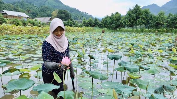 Hướng sinh kế mới từ cây sen