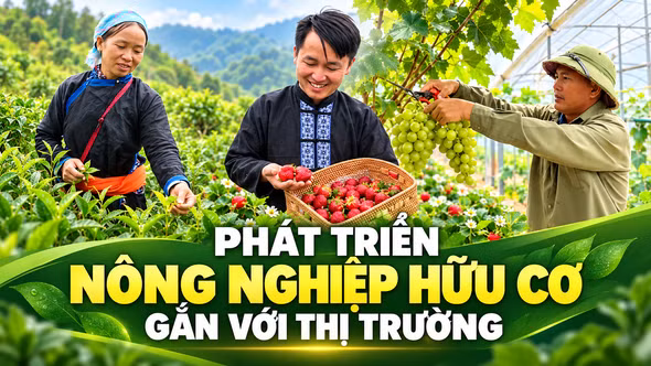 Phát triển nông nghiệp hữu cơ gắn với thị trường