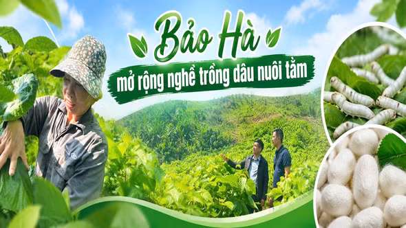 Bảo Hà mở rộng nghề trồng dâu nuôi tằm