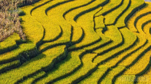 Ngày 7/10: Một số loại lúa tươi đồng loạt tăng