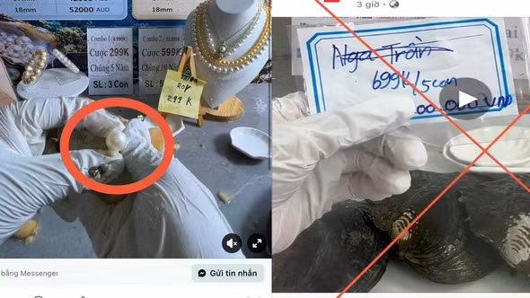 Chiêu trò livestream 'mở ngọc trai': Hứa lãi tiền tỷ, coi chừng sập bẫy mất trắng