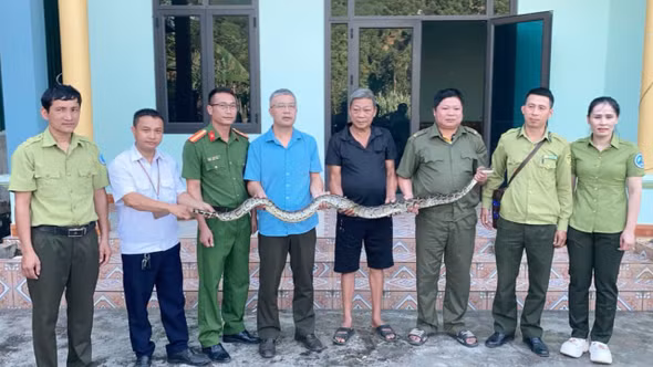 Xuân Quang: Người dân tự nguyện giao nộp cá thể trăn đất nặng 6,5 kg
