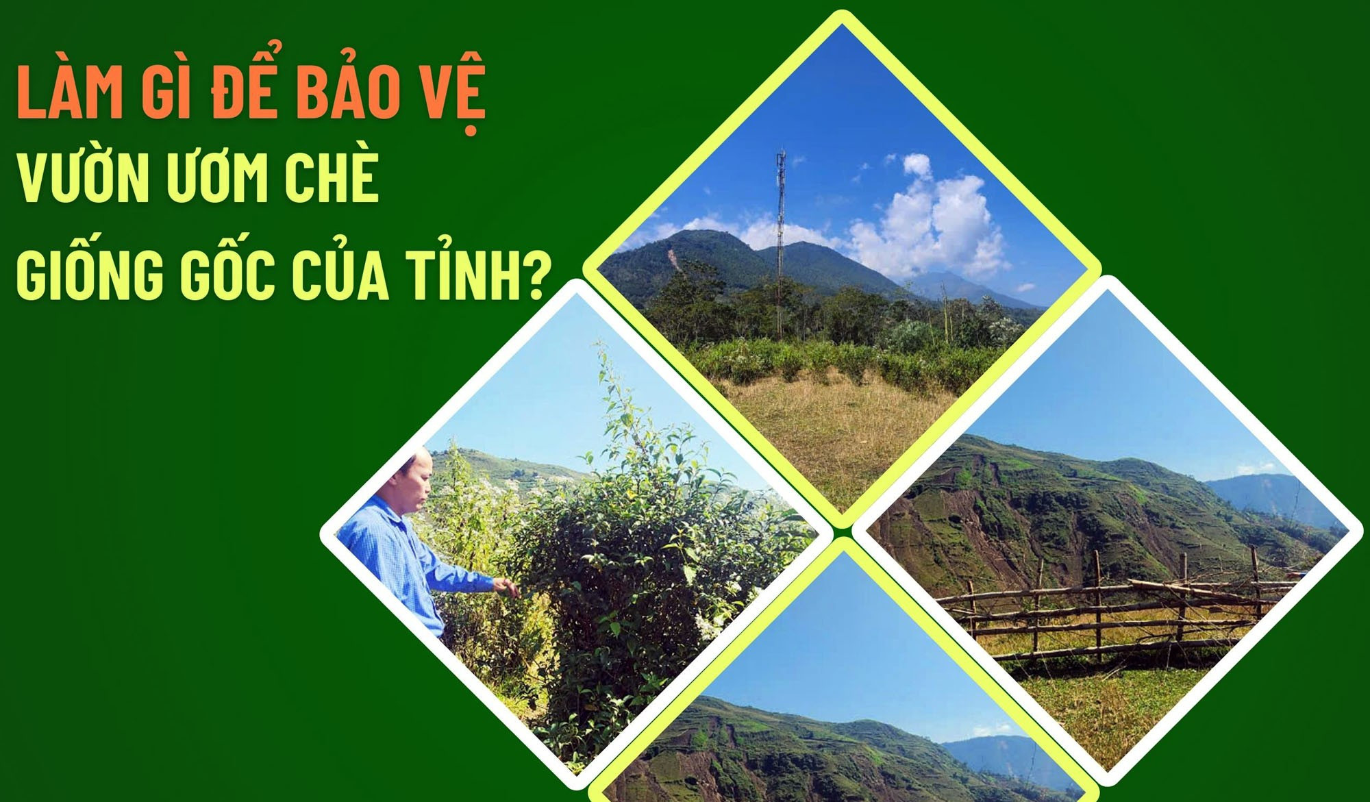 Làm gì để bảo vệ vườn ươm chè giống gốc của tỉnh?