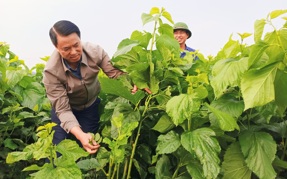 Văn Yên chủ động thực hiện Chương trình hành động 246 ảnh 1