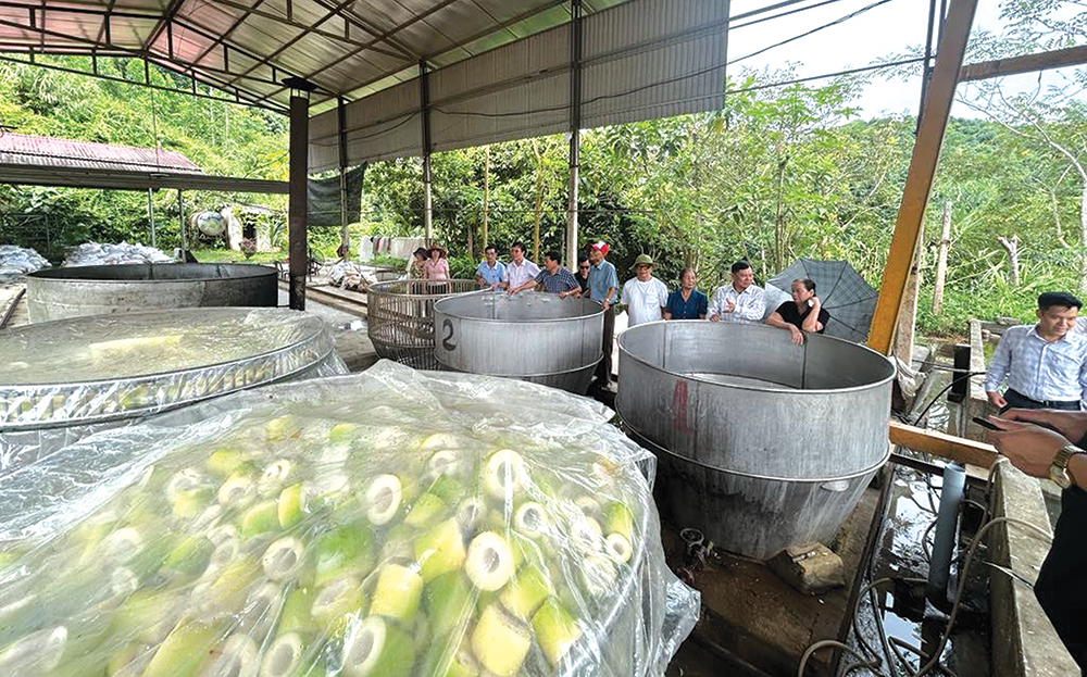 “Tỷ phú chân đất” Hà Văn Liêm ảnh 1