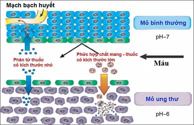 Nhà khoa học Việt nghiên cứu vật liệu tự tìm tế bào ung thư ảnh 1 Nhà khoa học Việt nghiên cứu vật liệu tự tìm tế bào ung thư ảnh 1