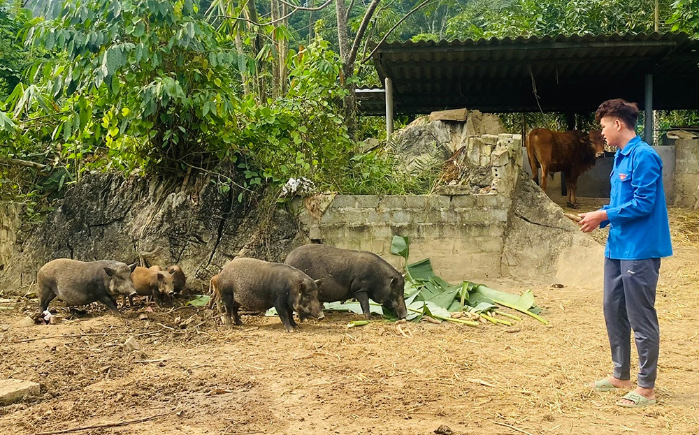 Tuổi trẻ Yên Bái hiện thực hóa khát vọng làm giàu ảnh 1 Tuổi trẻ Yên Bái hiện thực hóa khát vọng làm giàu ảnh 1