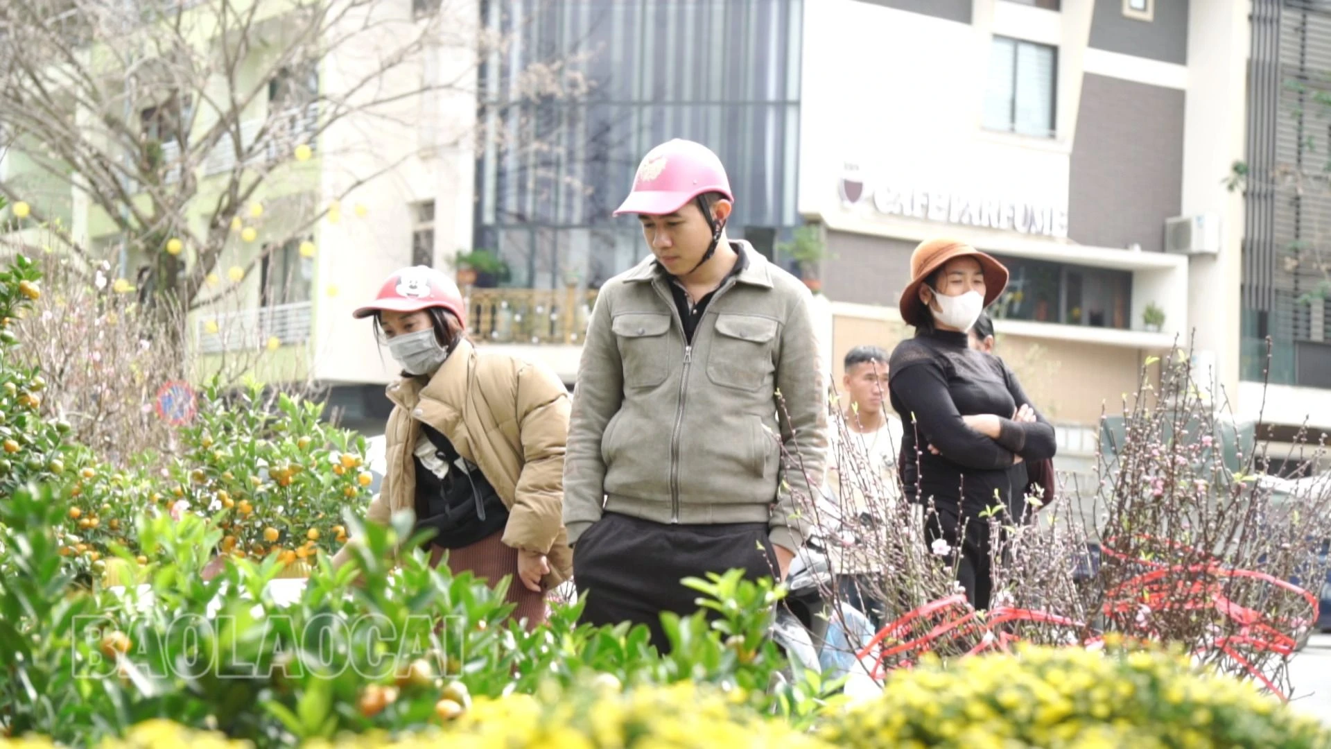 chọn mua cây cảnh.jpg